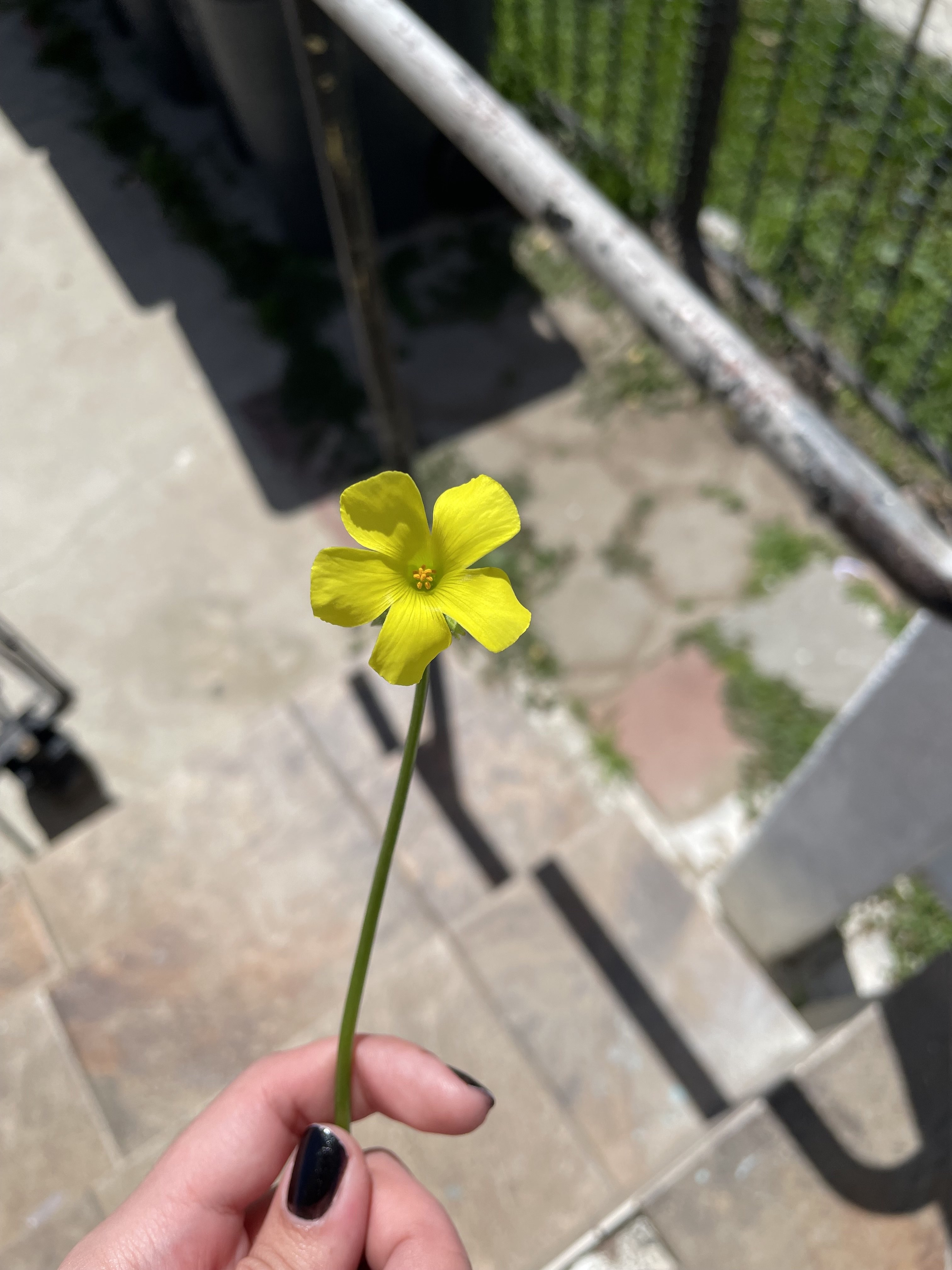 flower